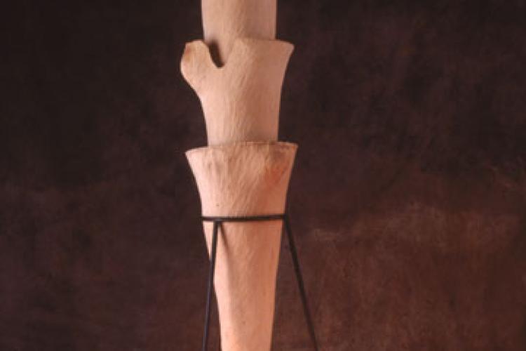 Sorcerers Apprentice